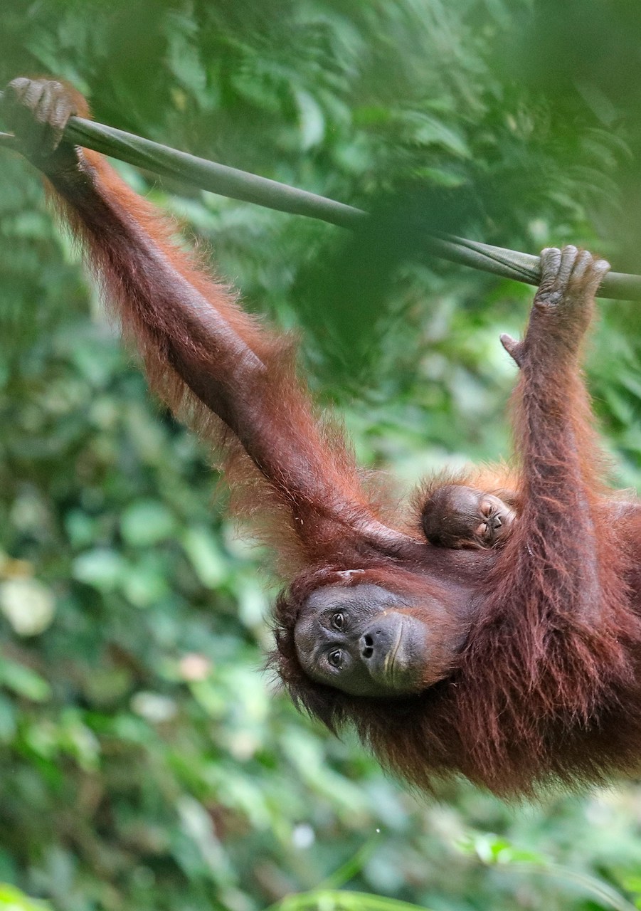 Wild Sumatran orangutan on the Bukit Lawang tour