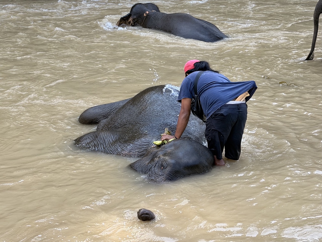 Bathing the elephants in the Tangkahan river