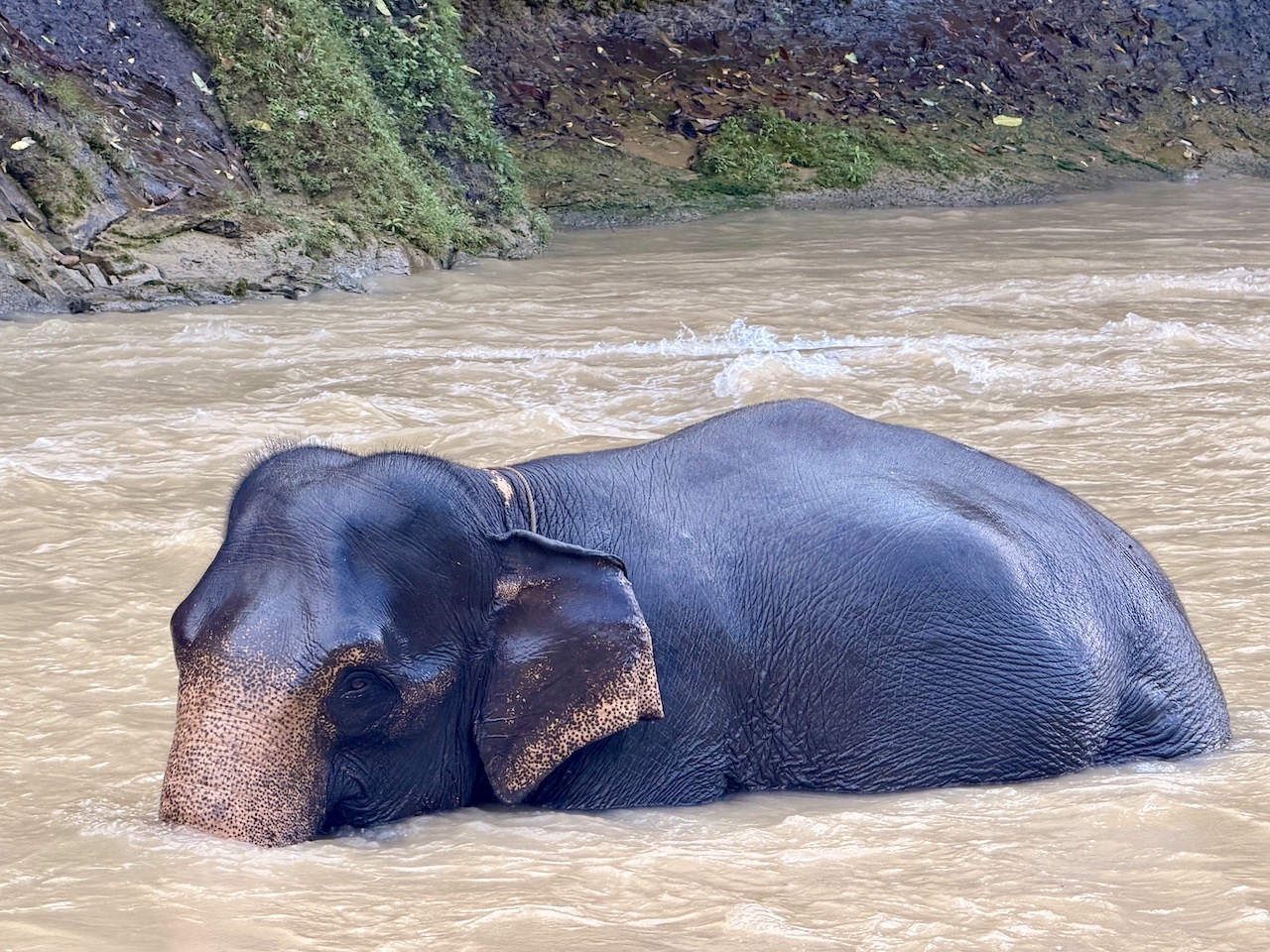 Sumatran elephants at Tangkahan