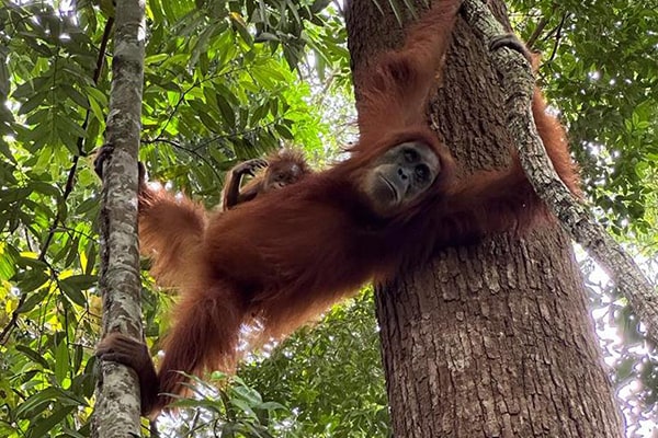 Orangutan resting in the trees of Sumatra
