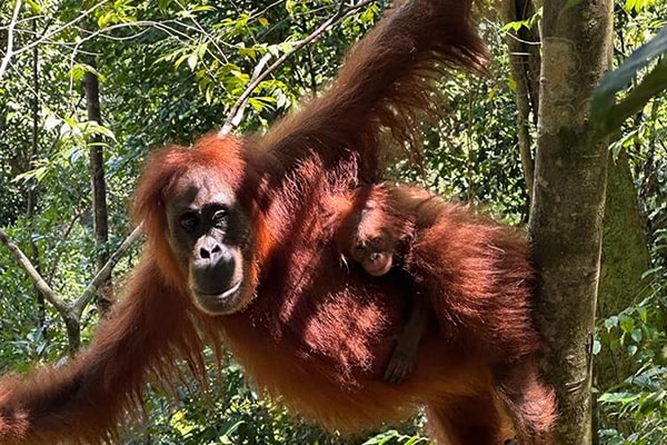 Jungle trail through Gunung Leuser National Park
