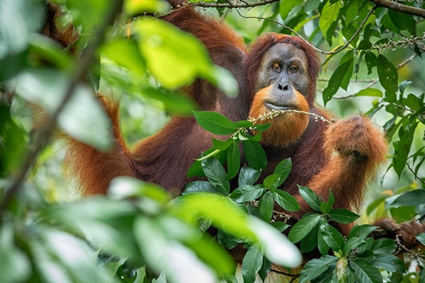 Rainforest river in Bukit Lawang