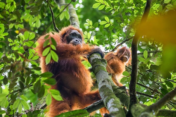 Jungle trekking with a local guide in the Bukit Lawang rainforest