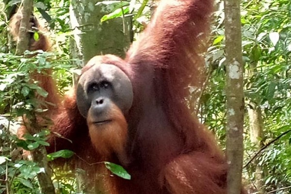 Wild Sumatran orangutan in Gunung Leuser National Park