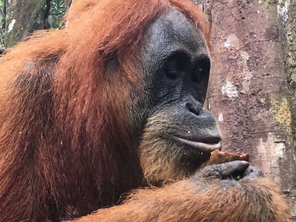 Short guided jungle walk near Bukit Lawang on the three-hour trek