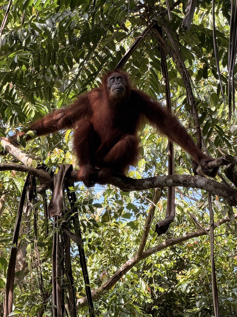 Rainforest scenery in Gunung Leuser National Park